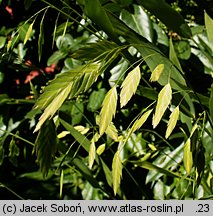 Chasmanthium latifolium (obiedka szerokolistna)