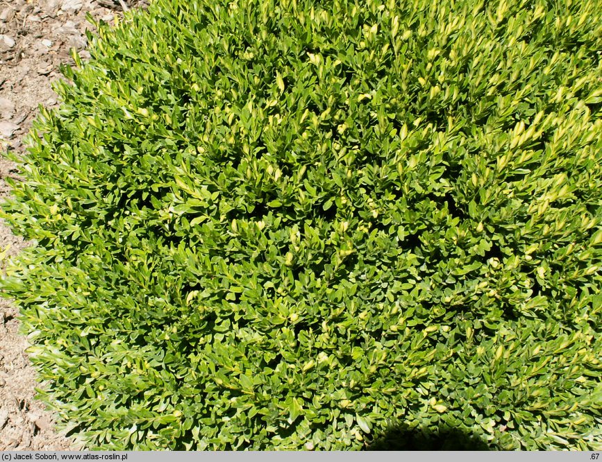 Buxus sinica