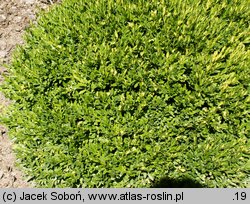 Buxus sinica