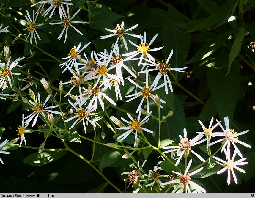 Aster cordifolius