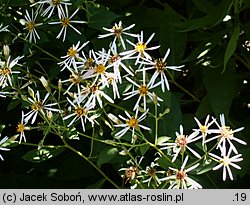 Aster cordifolius