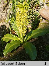 Eucomis bicolor (eukomis dwubarwny)