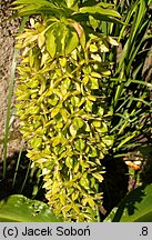 Eucomis bicolor (eukomis dwubarwny)