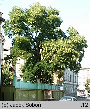 Styphnolobium japonicum (perełkowiec japoński)