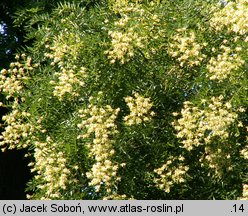 Styphnolobium japonicum (perełkowiec japoński)