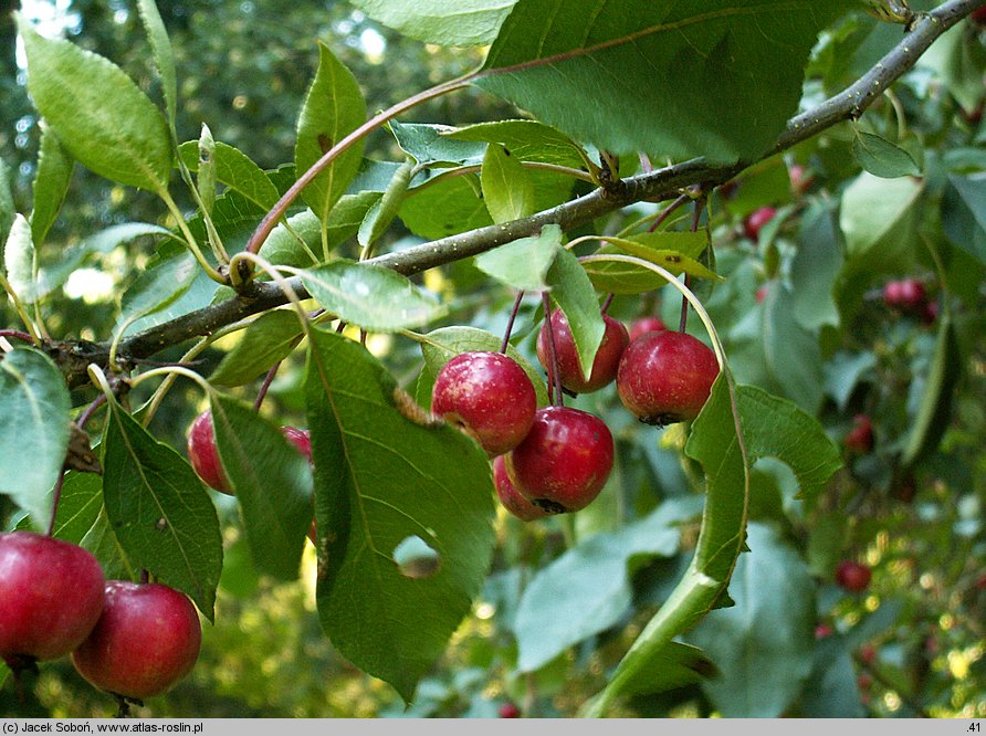 Malus ×purpurea (jabłoń purpurowa)