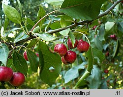 Malus ×purpurea (jabłoń purpurowa)