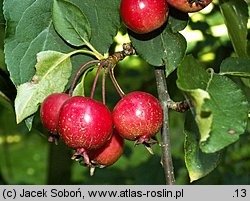 Malus ×purpurea (jabłoń purpurowa)