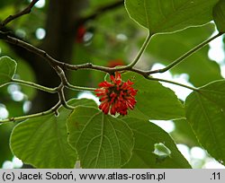 Broussonetia papyrifera (brusonecja chińska)