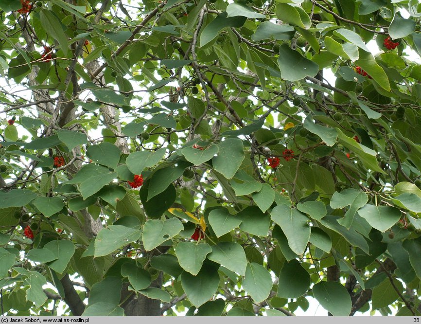 Broussonetia papyrifera (brusonecja chińska)