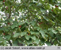 Broussonetia papyrifera (brusonecja chińska)