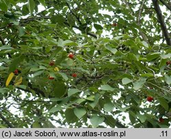 Broussonetia papyrifera (brusonecja chińska)