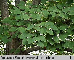 Broussonetia papyrifera (brusonecja chińska)