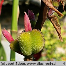 Canna indica hort. (paciorecznik ogrodowy)