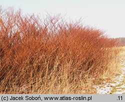 Reynoutria japonica (rdestowiec ostrokończysty)