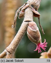 Corylus colurna (leszczyna turecka)