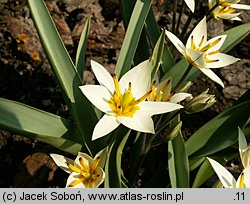 Tulipa turkestanica (tulipan turkiestański)