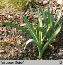 Allium hollandicum (czosnek holenderski)