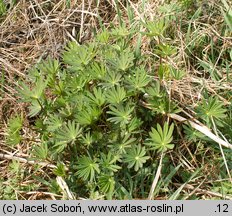 Lupinus polyphyllus (łubin trwały)