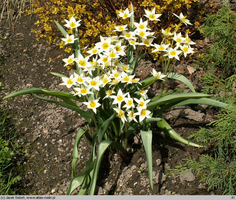 Tulipa turkestanica (tulipan turkiestański)