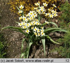 Tulipa turkestanica (tulipan turkiestański)