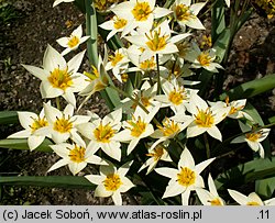 Tulipa turkestanica (tulipan turkiestański)