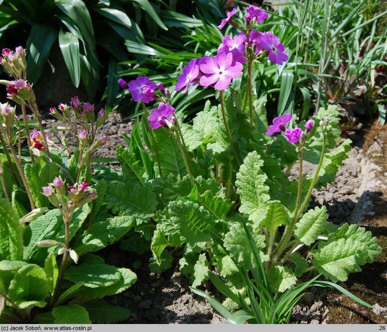 Primula sieboldii (pierwiosnek Siebolda)