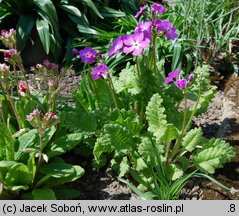 Primula sieboldii (pierwiosnek Siebolda)