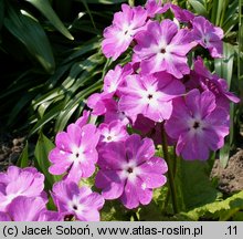 Primula sieboldii (pierwiosnek Siebolda)