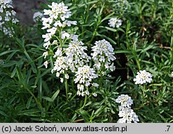 Iberis pruitii (ubiorek Pruita)