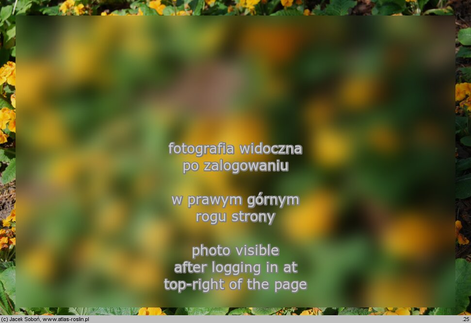 Primula ×polyantha Crescendo Orange
