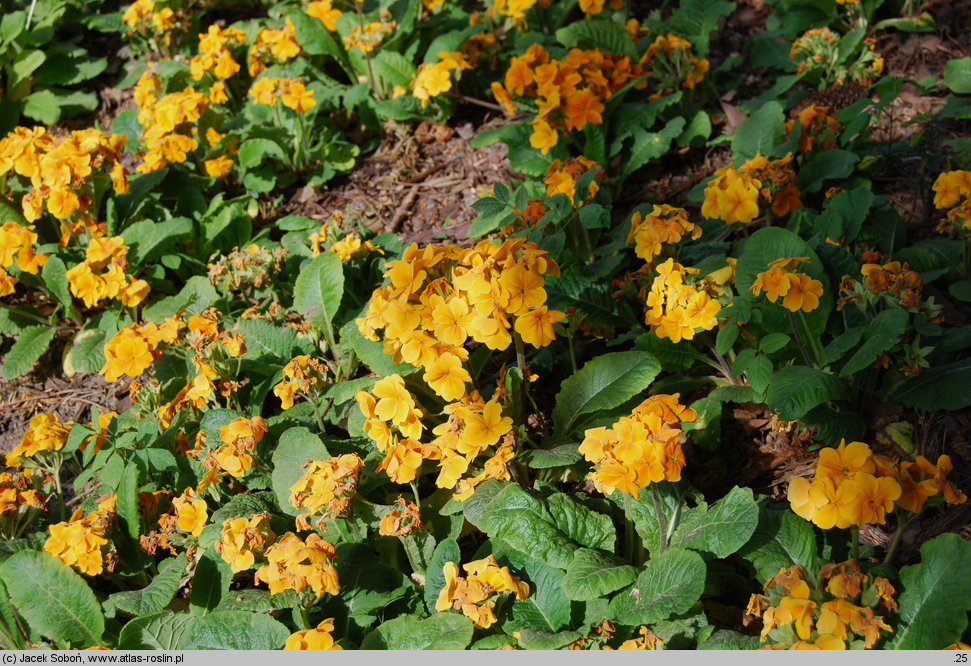 Primula ×polyantha Crescendo Orange