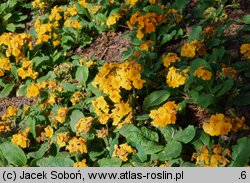 Primula ×polyantha Crescendo Orange