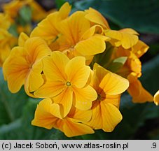 Primula ×polyantha Crescendo Orange