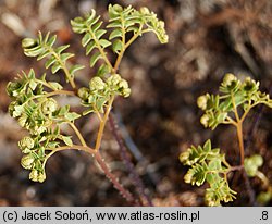 Adiantum pedatum (niekropień stopowaty)