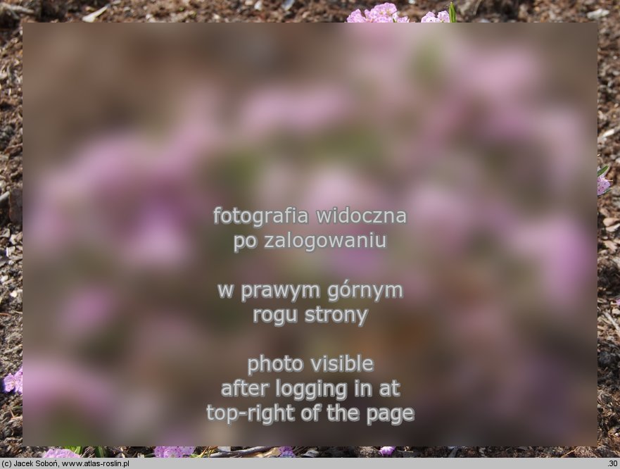 Kalmia polifolia (kalmia wielolistna)