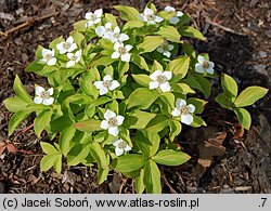 Cornus canadensis (dereń kanadyjski)