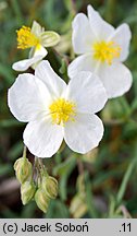 Helianthemum ×hybridum (posłonek ogrodowy)