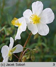 Helianthemum ×hybridum (posłonek ogrodowy)