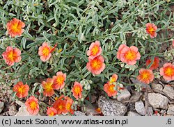 Helianthemum ×hybridum (posłonek ogrodowy)