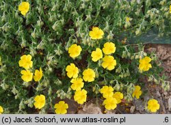 Helianthemum ×hybridum (posłonek ogrodowy)