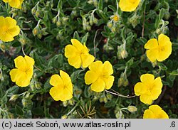 Helianthemum ×hybridum (posłonek ogrodowy)