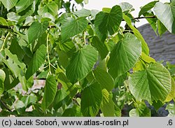 Tilia americana (lipa amerykańska)