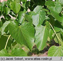 Tilia americana (lipa amerykańska)