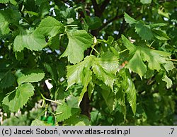 Tilia ×flaccida