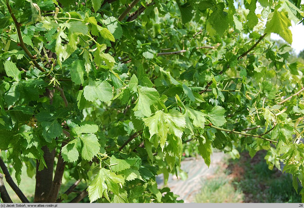 Tilia ×flaccida