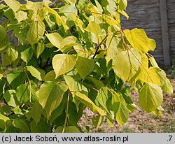 Tilia ×europaea (lipa holenderska)