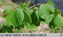 Tilia maximowicziana (lipa Maksimowicza)