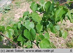 Tilia maximowicziana (lipa Maksimowicza)