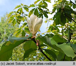 Magnolia obovata (magnolia szerokolistna)